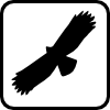 Vogelbrut Vogelbrut